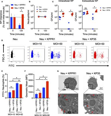 L-Arginine Enhances Intracellular Killing of Carbapenem-Resistant Klebsiella pneumoniae ST258 by Murine Neutrophils